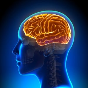Débats, conférences : le cerveau à l’honneur à Lyon