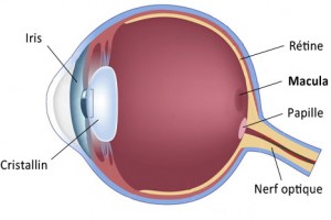 oeil macula DMLA